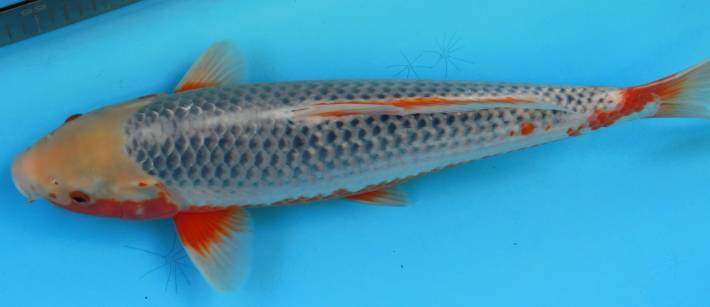 岡本錦鯉 6 5 大家産浅黄 51cｍ2才品評会用仕上げ鯉 錦鯉 売買されたオークション情報 Yahooの商品情報をアーカイブ公開 オークファン Aucfan Com