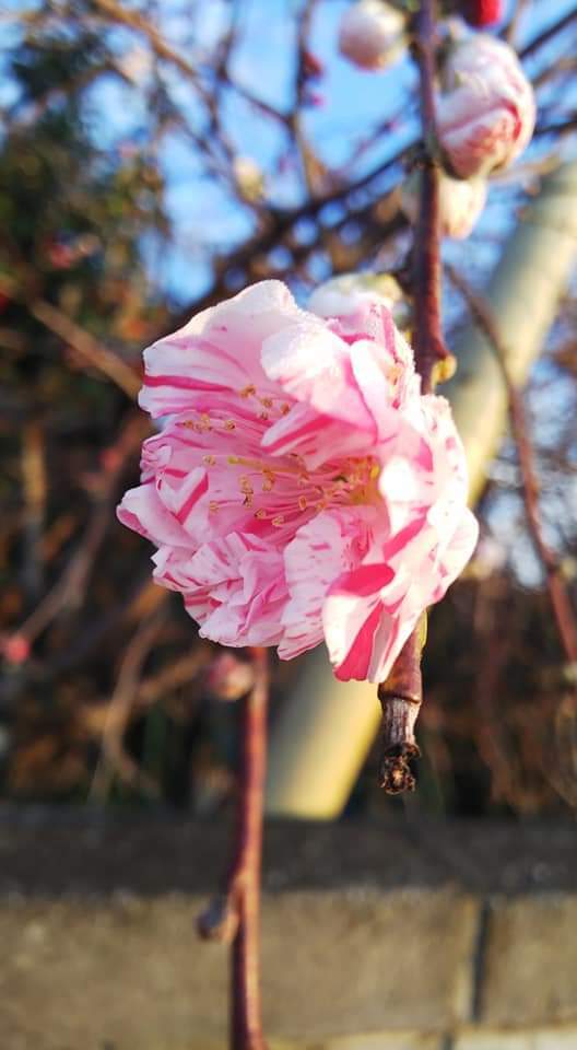 垂れ花桃の種 １５個セット 21年採集の種 即購入可能 植木 庭木 売買されたオークション情報 Yahooの商品情報をアーカイブ公開 オークファン Aucfan Com