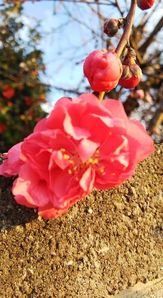 垂れ花桃の種 １５個セット 21年採集の種 即購入可能 植木 庭木 売買されたオークション情報 Yahooの商品情報をアーカイブ公開 オークファン Aucfan Com