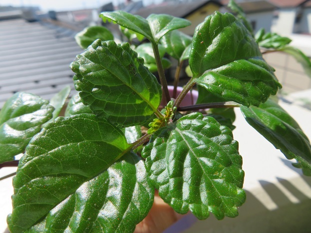 ＊観葉＊　　プレクトランサス・ヌンムラリウス　　ガーデン・吊り鉢＊_1