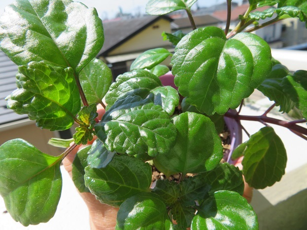 ＊観葉＊　　プレクトランサス・ヌンムラリウス　　ガーデン・吊り鉢＊_2