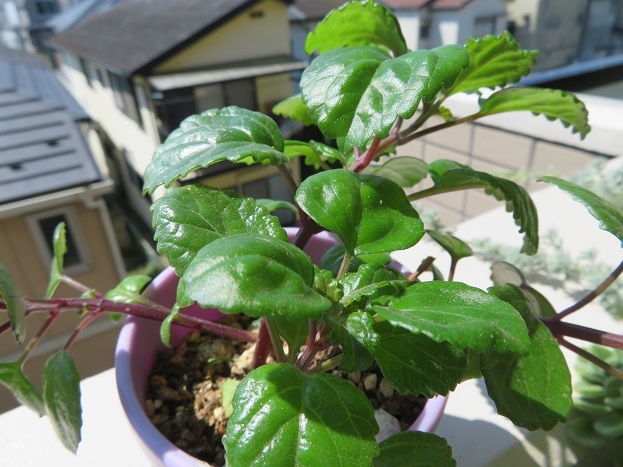 ＊観葉＊　　プレクトランサス・ヌンムラリウス　　ガーデン・吊り鉢＊_3