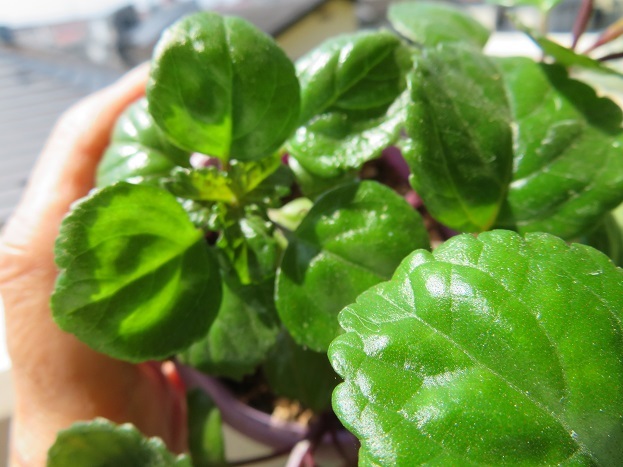 ＊観葉＊　　プレクトランサス・ヌンムラリウス　　ガーデン・吊り鉢＊_4