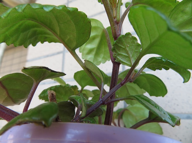 ＊観葉＊　　プレクトランサス・ヌンムラリウス　　ガーデン・吊り鉢＊_5