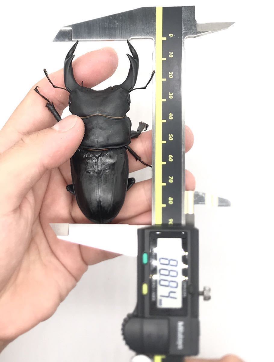 能勢産SR血統】♀55.2mm 能勢SR1903 国産 オオクワガタ メス単品