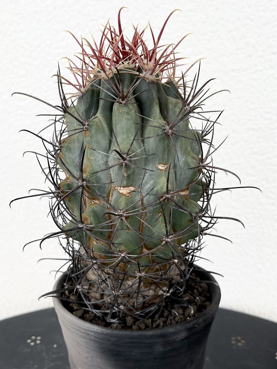 Ferocactus フェロカクタス – 江守 emoryi RIMO'S emoryiフェロ