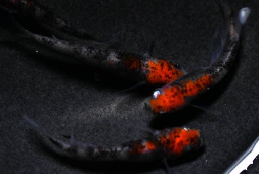 大空めだか 三色のヤフオク の相場 価格を見る ヤフオク の大空めだか 三色のオークション売買情報は23件が掲載されています