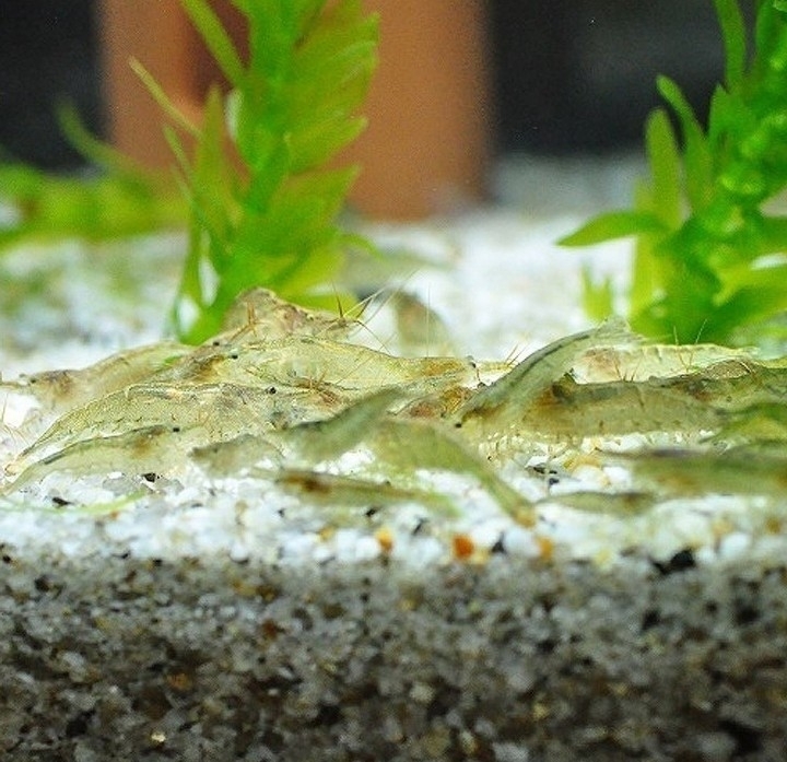 自由研究水生物セット ミナミヌマエビ匹 数匹死着保証あり 水草マツモ 浮き草フロッグビット 浮き草サンショウモのセット 甲殻類 売買されたオークション情報 Yahooの商品情報をアーカイブ公開 オークファン Aucfan Com