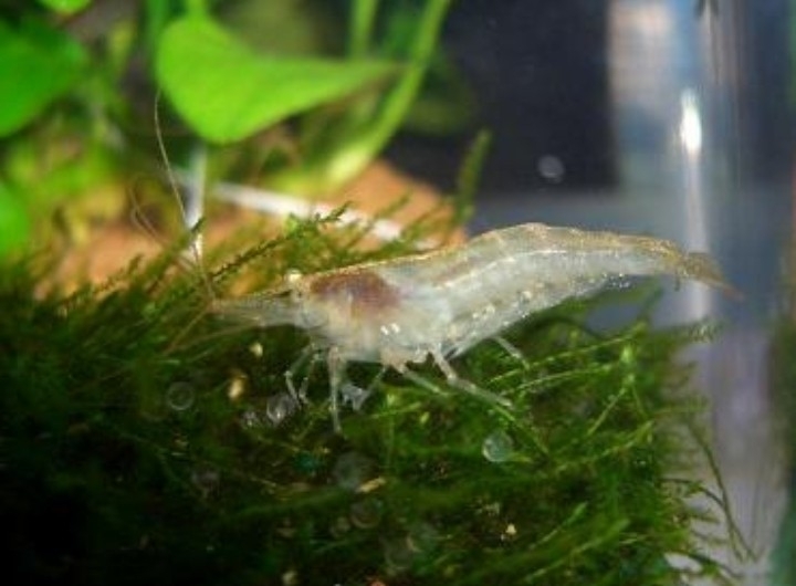 自由研究水生物セット ミナミヌマエビ匹 数匹死着保証あり 水草マツモ 浮き草フロッグビット 浮き草サンショウモのセット 甲殻類 売買されたオークション情報 Yahooの商品情報をアーカイブ公開 オークファン Aucfan Com