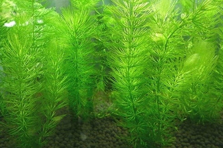 自由研究水生物セット ミナミヌマエビ匹 数匹死着保証あり 水草マツモ 浮き草フロッグビット 浮き草サンショウモのセット 甲殻類 売買されたオークション情報 Yahooの商品情報をアーカイブ公開 オークファン Aucfan Com