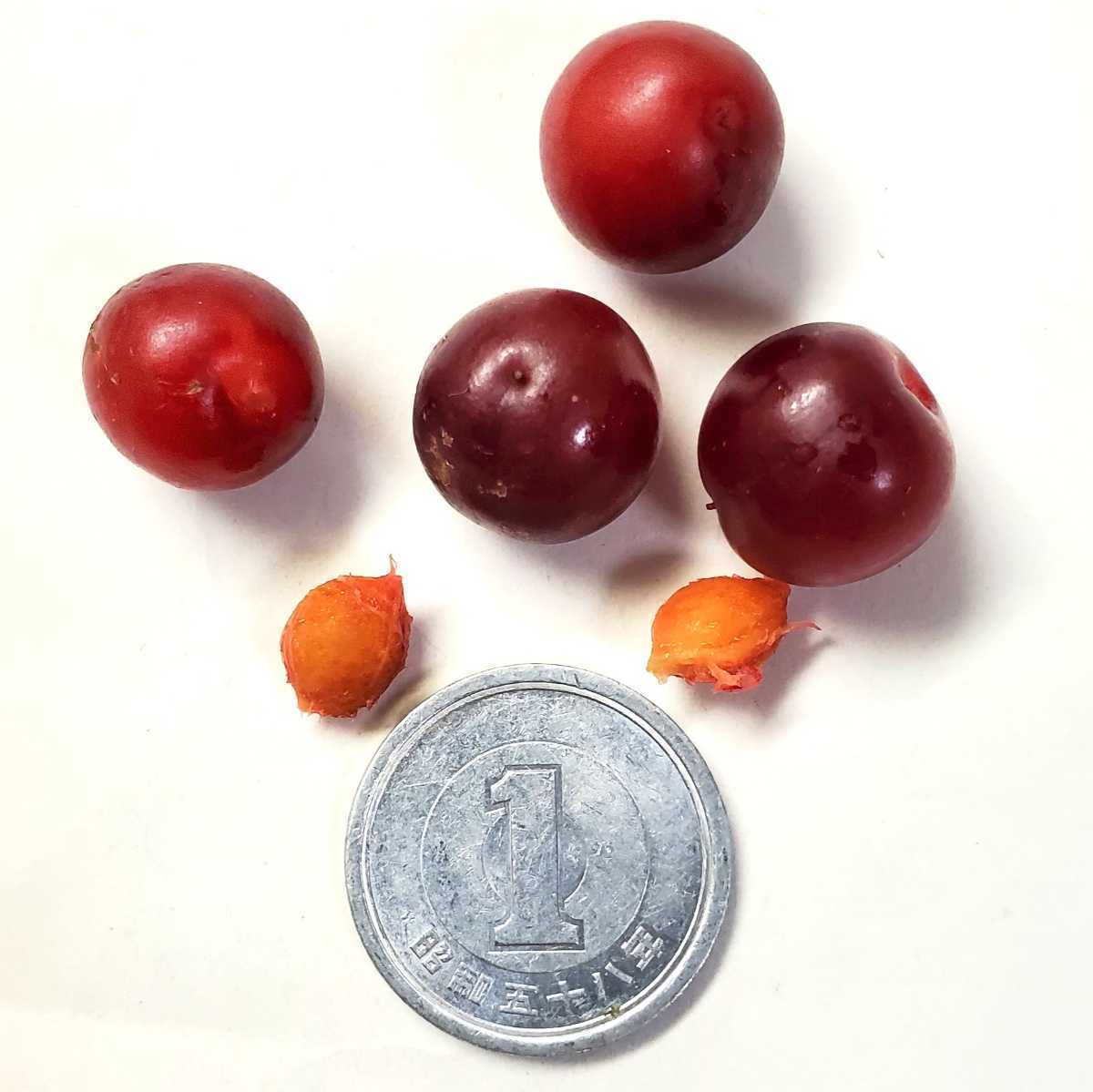 ニワウメ 種子 バラ科 15粒 赤い実 食べられます 落葉低木 庭木 花木 盆栽 種 売買されたオークション情報 Yahooの商品情報をアーカイブ公開 オークファン Aucfan Com