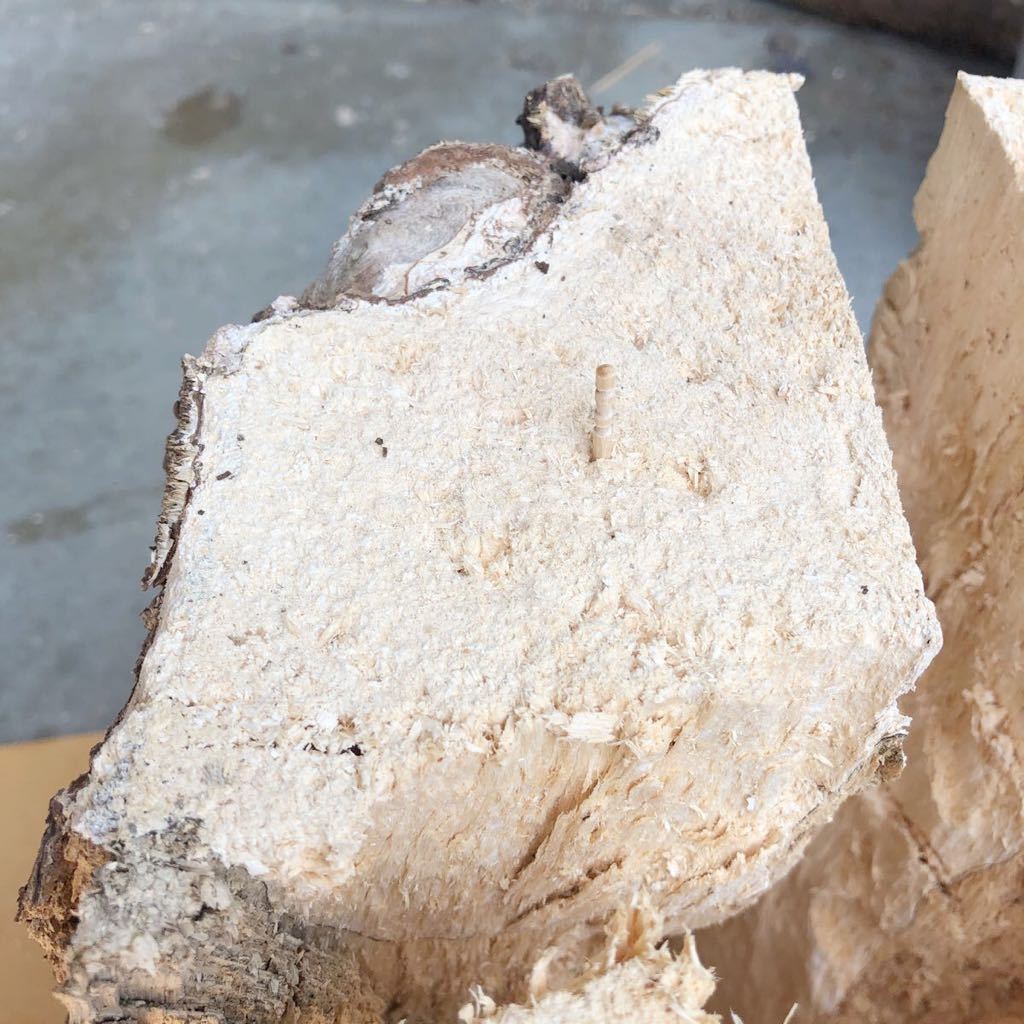 超柔い！天然産卵木 難関種に！ウエストウッディ ミラビリス シカ