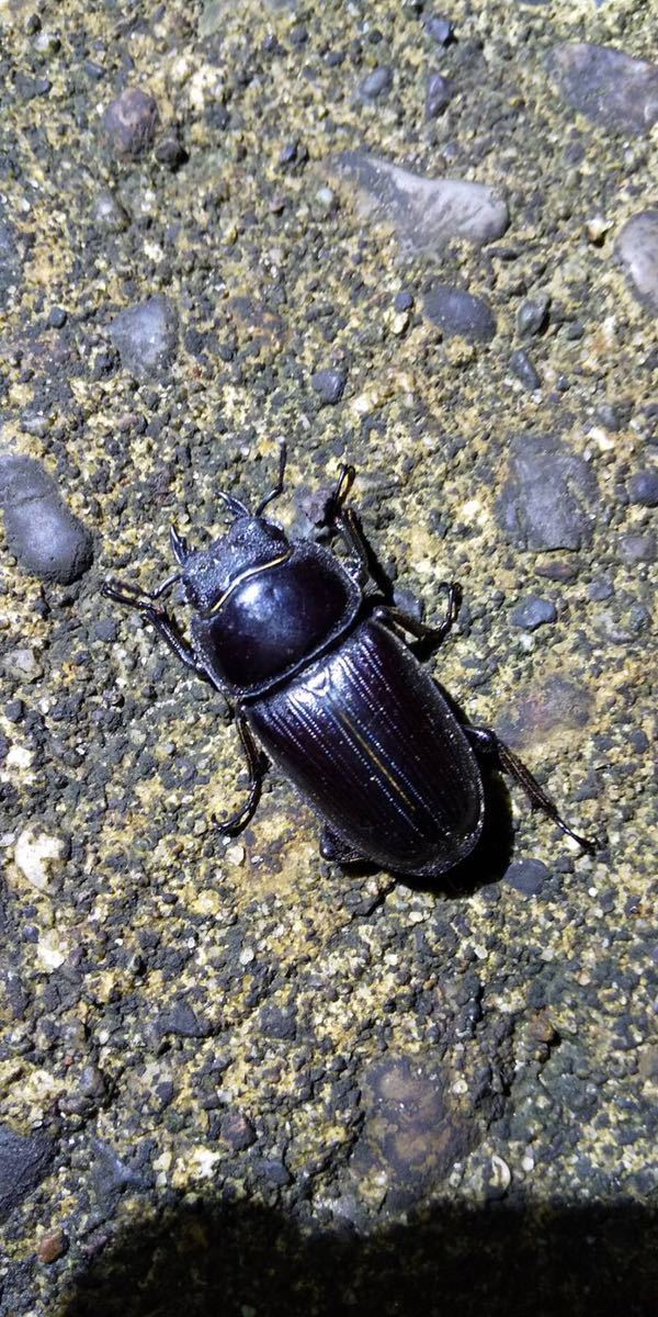 オオクワガタ 国産オオクワガタ(自己採集新潟産)飼育記 オオカブトの