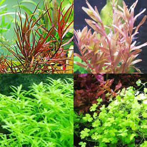 ロタラ ロトンディフォリアのヤフオク の相場 価格を見る ヤフオク のロタラ ロトンディフォリアのオークション売買情報は24件が掲載されています