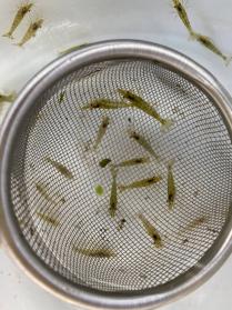 川 エビのヤフオク の相場 価格を見る ヤフオク の川 エビのオークション売買情報は118件が掲載されています