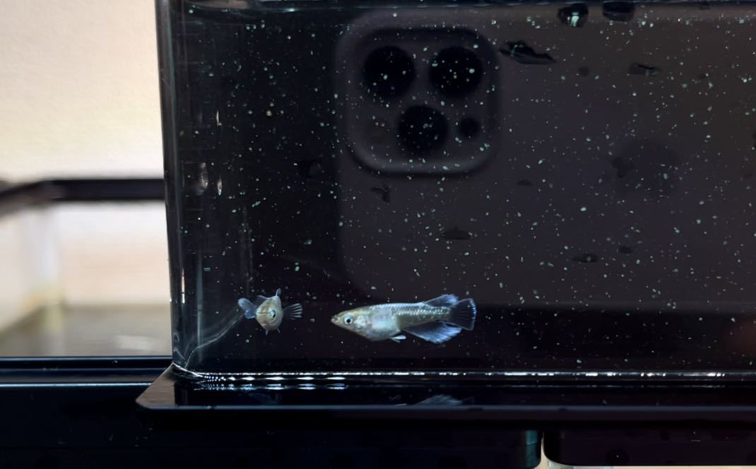 華めだか大阪 室内無加温 産卵中 マリアージュロングフィン 鱗光ロングフィン モルフォf3 1ペア現物出品 若魚サイズ メダカ めだか 売買されたオークション情報 Yahooの商品情報をアーカイブ公開 オークファン Aucfan Com