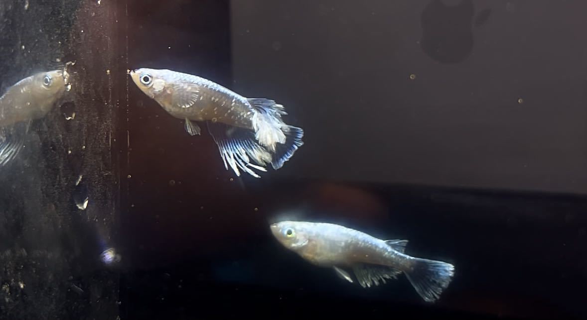 華めだか大阪 室内無加温 産卵中 マリアージュロングフィン 鱗光ロングフィン モルフォf3 1ペア現物出品 若魚サイズ メダカ めだか 売買されたオークション情報 Yahooの商品情報をアーカイブ公開 オークファン Aucfan Com