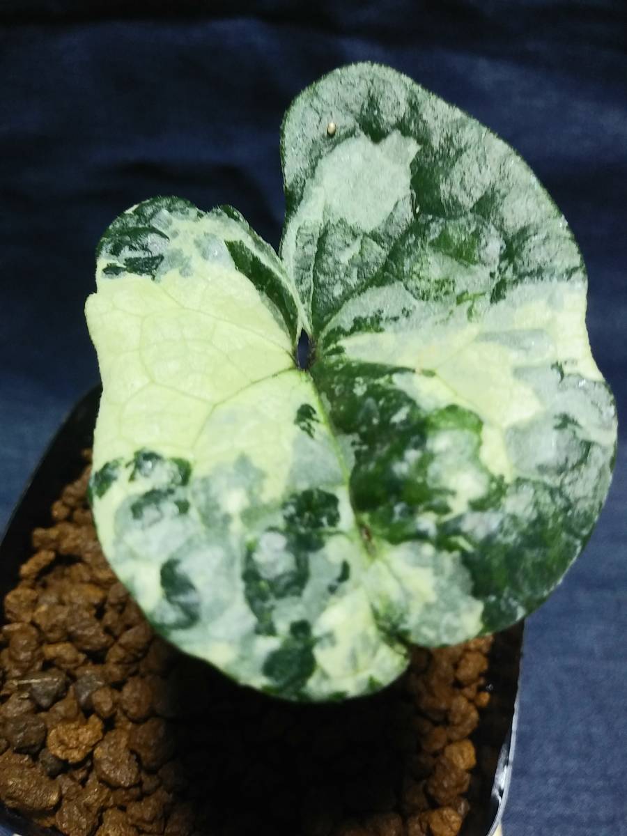 斑入り 山野草 カンアオイ コシノカンアオイ白三光斑 無名 山野草