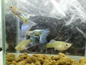 グッピーのヤフオク の相場 価格を見る ヤフオク のグッピーのオークション売買情報は1 616件が掲載されています