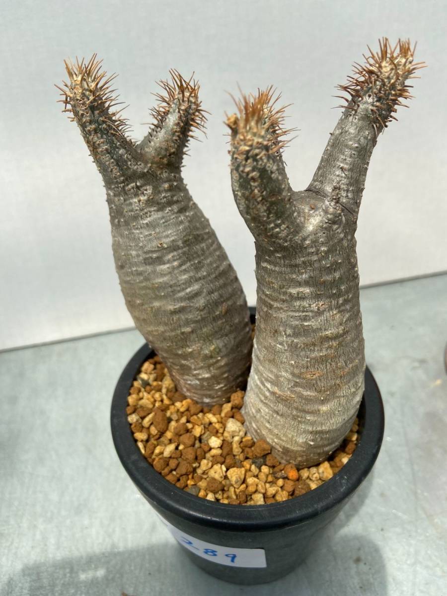 パキポディウム グラキリス 現地株 発根済 塊根植物 観葉植物 花、園芸