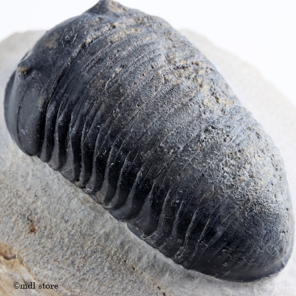 Yahoo!オークション Parahomalonotus ○○○化石 - 化石 三葉虫 美標本