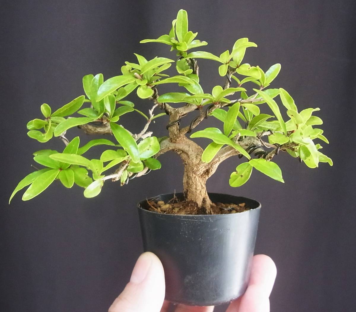 捻幹ザクロ　[模様木]　大品盆栽 捻幹ザクロ [模様木] 大品盆栽 ねじ幹ザクロ｜盆栽妙 – 盆栽妙
