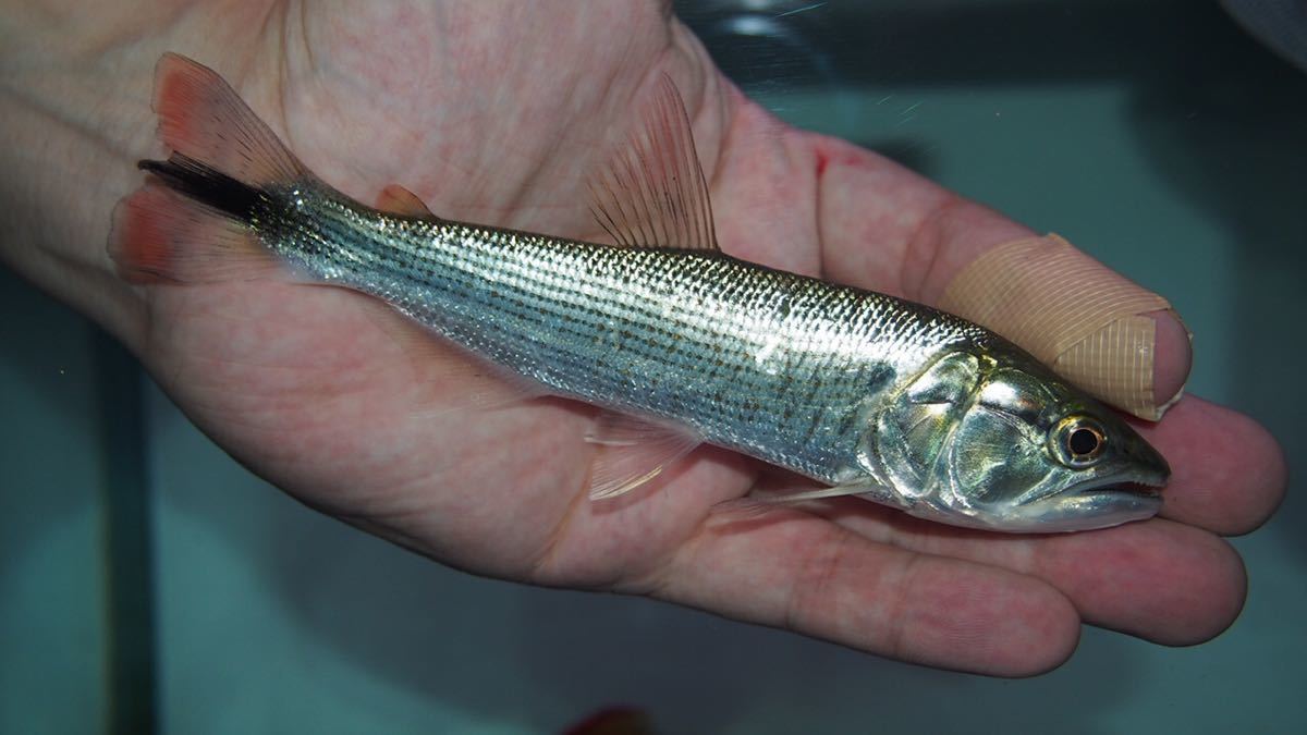 ニンボクロミス リビングストニー - Cichlid node ニンボクロミス