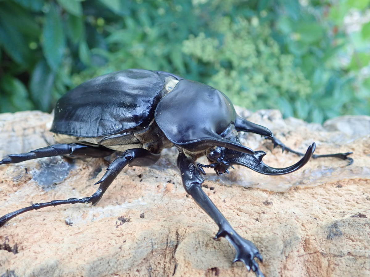 ヤヌスゾウカブト ゾウカブト ヤヌス・ヤヌス 標本 セット くわかぶ