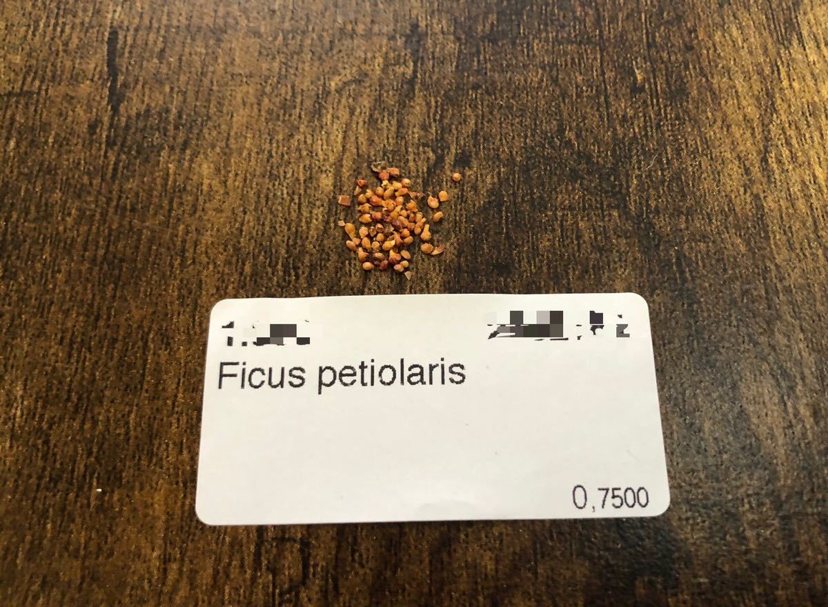 フィカス ペティオラリス 種子100粒　検)コーデックス 塊根植物 実生 パキプス グラキリス 灌木