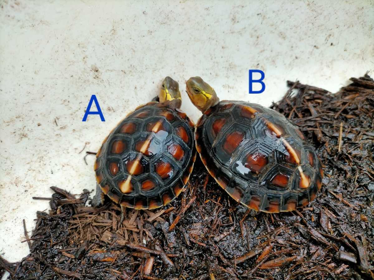 チュウゴクセマルハコガメ有精卵 No 1 魚類 水生生物 売買されたオークション情報 Yahooの商品情報をアーカイブ公開 オークファン Aucfan Com