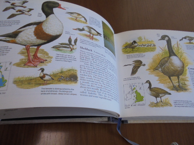 洋書 Birds Of Britain 図鑑 イラスト 英国のあらゆる鳥類 美しい図鑑集 野鳥 水鳥 イギリスのあらゆる鳥が美しいイラスト 説明 図鑑 売買されたオークション情報 Yahooの商品情報をアーカイブ公開 オークファン Aucfan Com