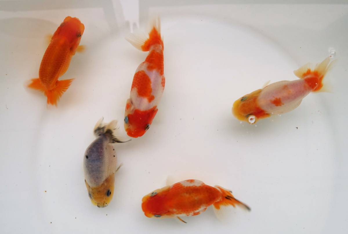 F R F 当歳 らんちゅう 江戸錦 桜錦 お楽しみ５匹セット 金魚 売買されたオークション情報 Yahooの商品情報をアーカイブ公開 オークファン Aucfan Com