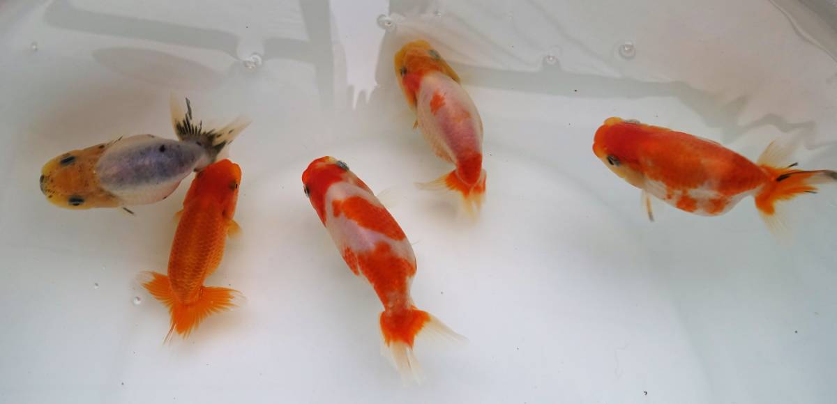 F R F 当歳 らんちゅう 江戸錦 桜錦 お楽しみ５匹セット 金魚 売買されたオークション情報 Yahooの商品情報をアーカイブ公開 オークファン Aucfan Com