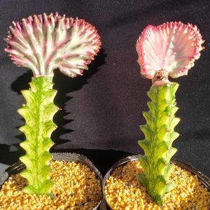 ユーフォルビア マハラジャの平均価格は1 841円 ヤフオク 等のユーフォルビア マハラジャのオークション売買情報は7件が掲載されています