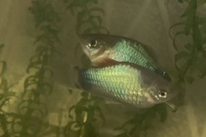 ミッキーマウス プラティのヤフオク の相場 価格を見る ヤフオク のミッキーマウス プラティのオークション売買情報は9件が掲載されています