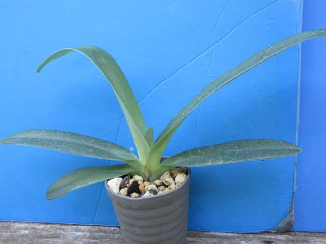 洋蘭 原種 パフィオ Paph. rothschaildianum 'Macrura Five Star' x