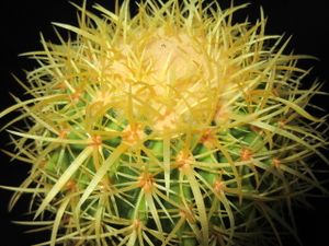 金鯱 サボテンのヤフオク の相場 価格を見る ヤフオク の金鯱 サボテンのオークション売買情報は64件が掲載されています