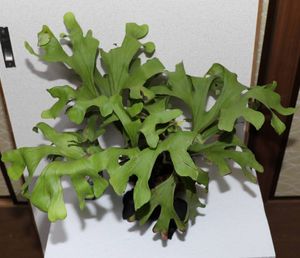 リドレイのヤフオク の相場 価格を見る ヤフオク のリドレイのオークション売買情報は318件が掲載されています