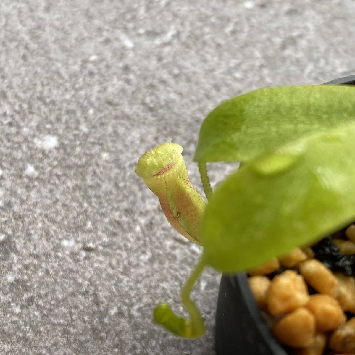 Nepenthes villosa ウツボカズラ 食虫植物 ネペンテス 2 食虫植物N