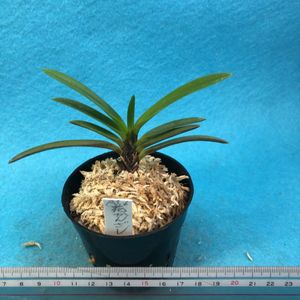 富貴蘭 花簪の平均価格は1 236円 ヤフオク 等の富貴蘭 花簪のオークション売買情報は6件が掲載されています