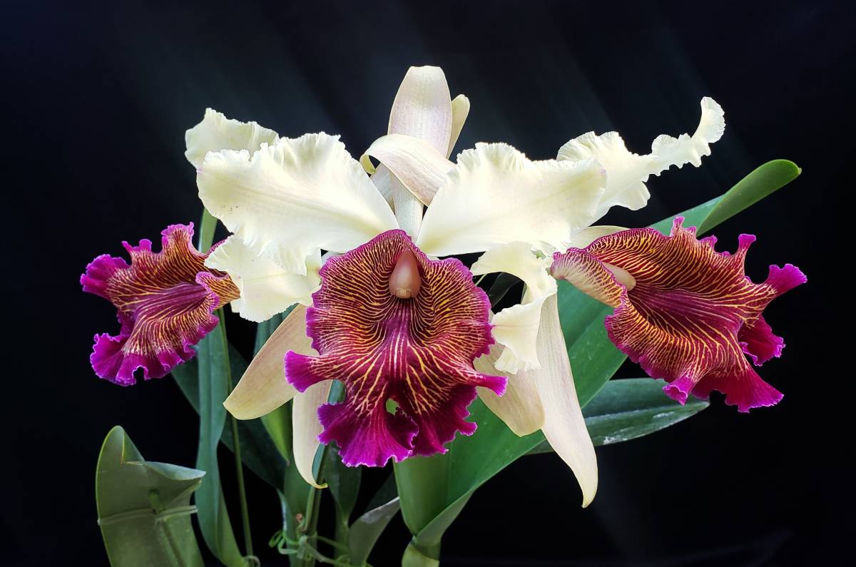 洋蘭原種 洋蘭原種 C. dowiana (151) C. dowiana aurea (Sib) カトレア