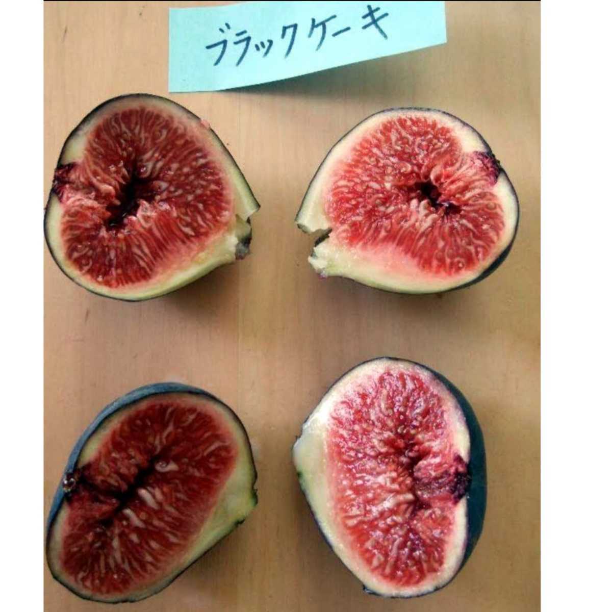 イチジク苗 やや背の高いイチジクの苗 ブラックケーキ（別名 0