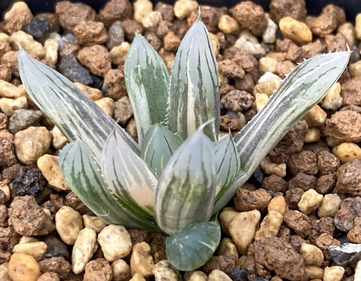 ◇多肉植物◇ハオルチア◇ブラックオブツーサ錦 ハオルチア ブラック