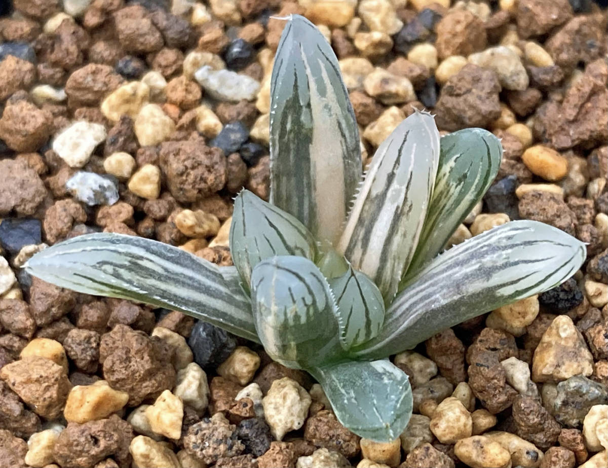 ◇多肉植物◇ハオルチア◇ブラックオブツーサ錦 ハオルチア ブラック