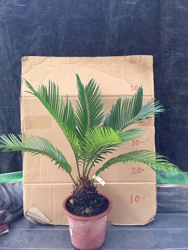 ソテツ 安い商品を通販サイトから 観葉植物」の人気商品一覧 観葉植物 