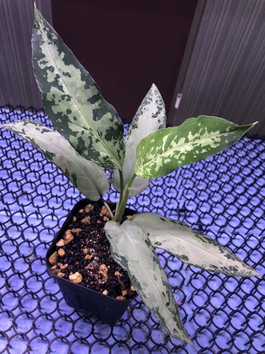 その他観葉植物 Aglaonema pictum Multicolor Andaman ID便