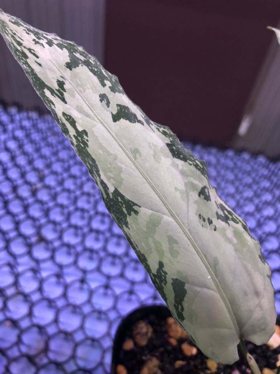 その他観葉植物 Aglaonema pictum Multicolor Andaman ID便