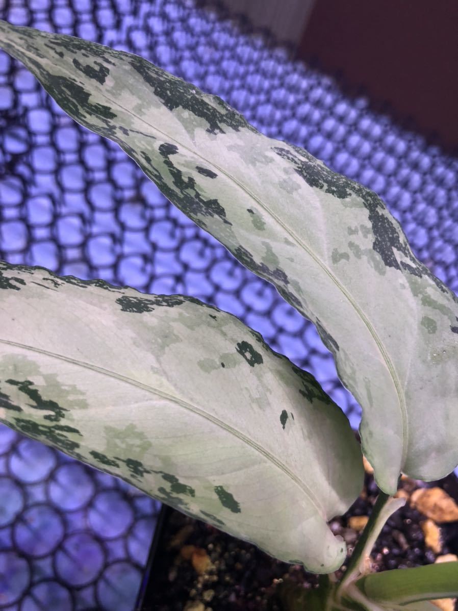 その他観葉植物 Aglaonema pictum Multicolor Andaman ID便