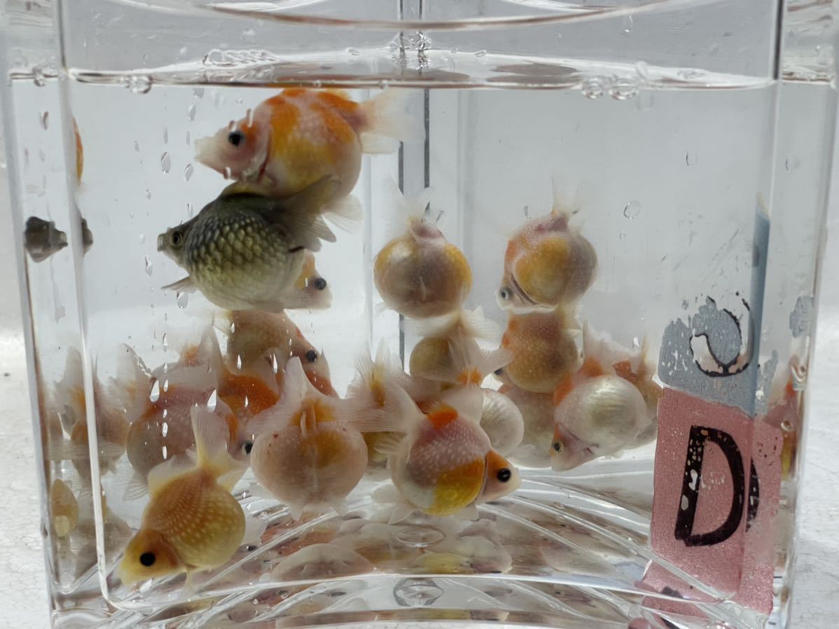 めちゃ丸ピンポンパールsd 商標登録済 純国産 当歳1０匹 丸い かわいい 金魚 売買されたオークション情報 Yahooの商品情報をアーカイブ公開 オークファン Aucfan Com