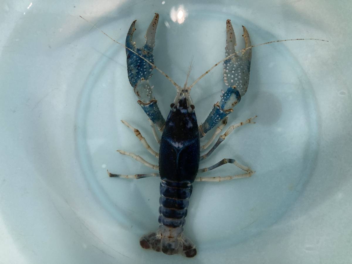 大人気，人気セール アメリカザリガ二 ブルームーン 約3.5～5cm ♂×2 ♀×